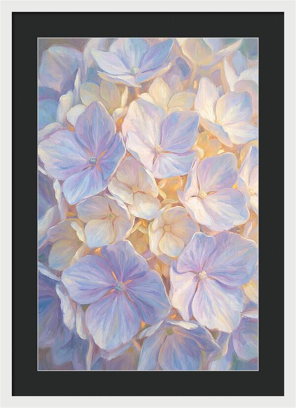 Hydrangea Blossoms