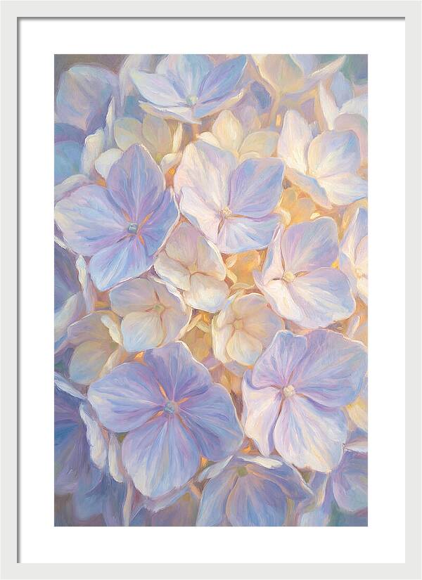 Hydrangea Blossoms