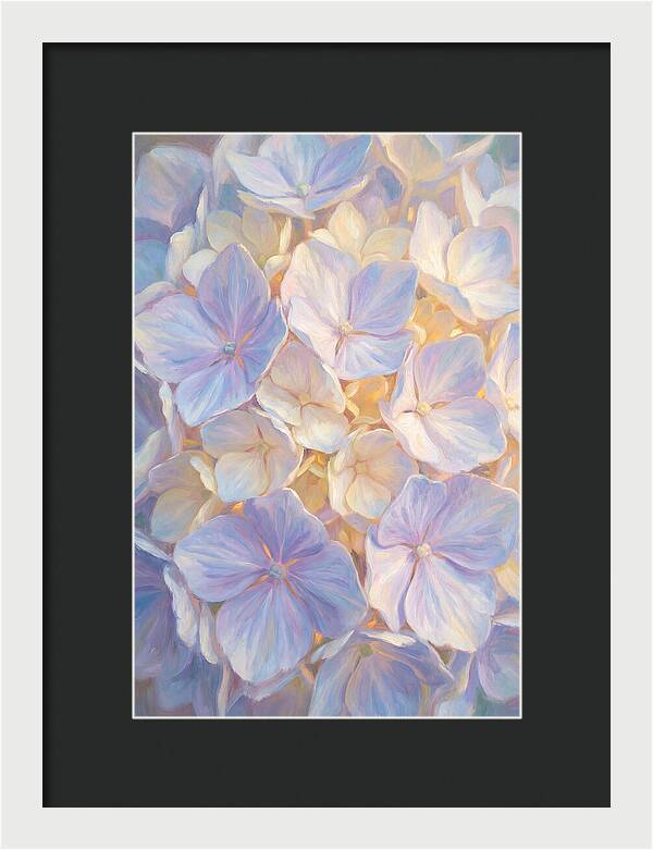 Hydrangea Blossoms