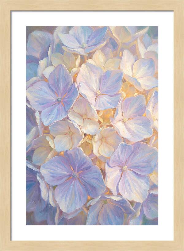 Hydrangea Blossoms