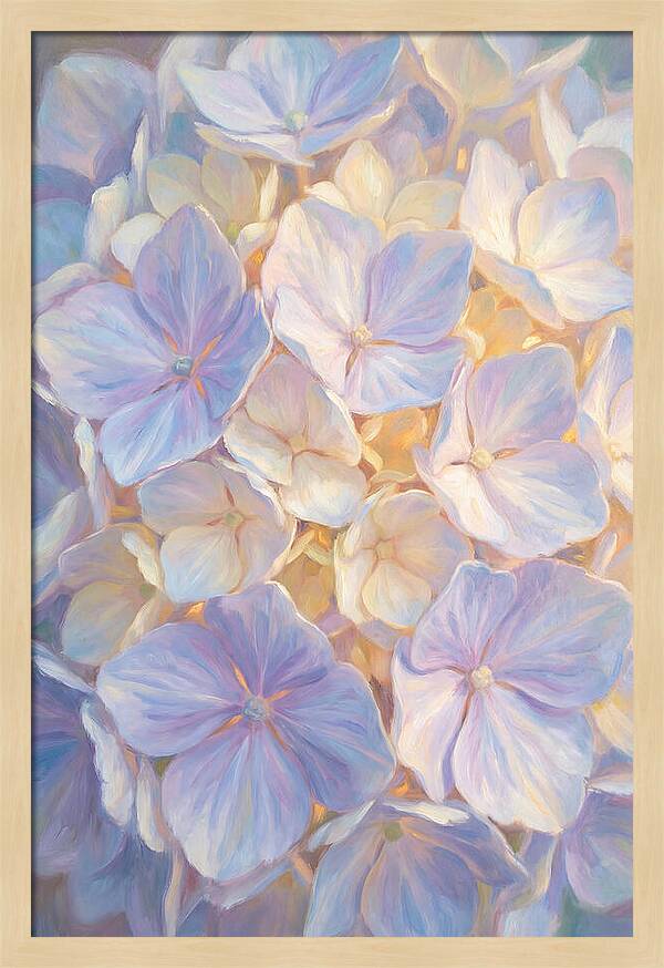 Hydrangea Blossoms