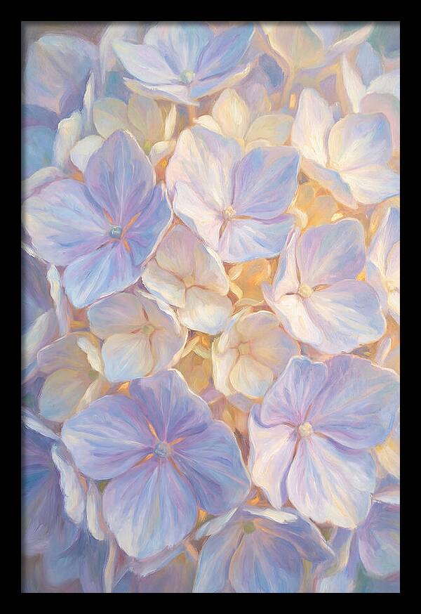 Hydrangea Blossoms