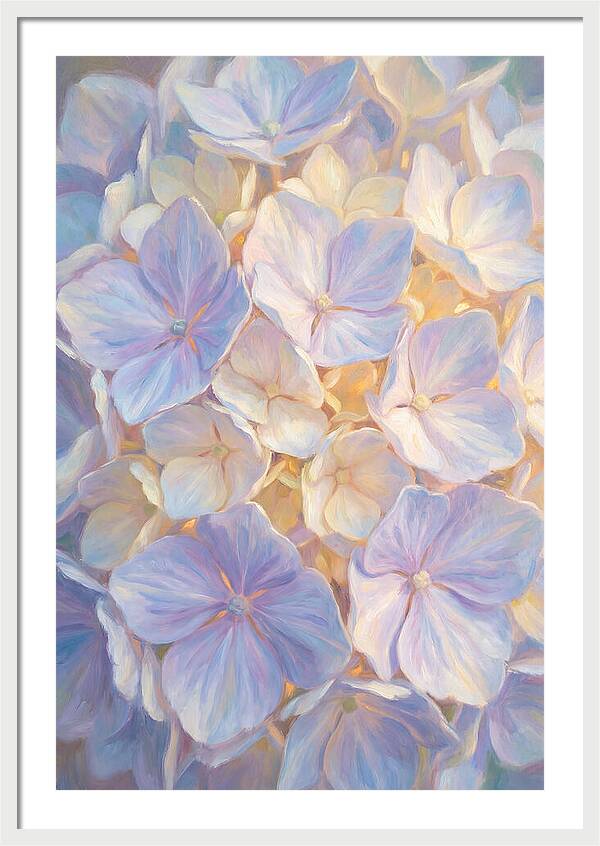 Hydrangea Blossoms