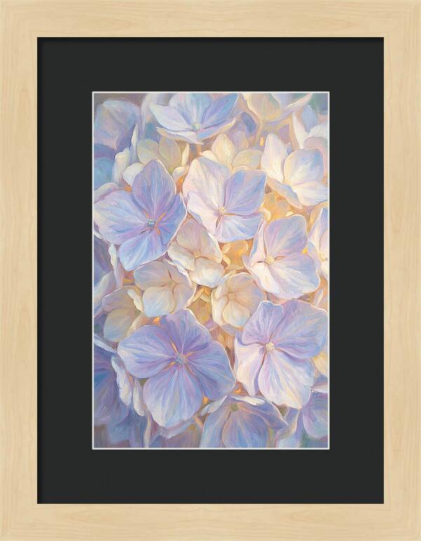 Hydrangea Blossoms