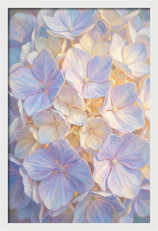 Hydrangea Blossoms