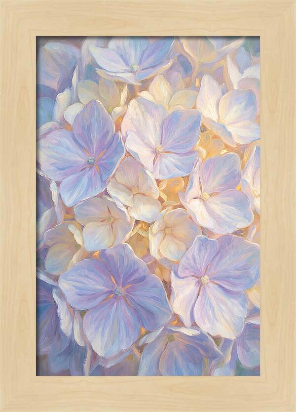 Hydrangea Blossoms