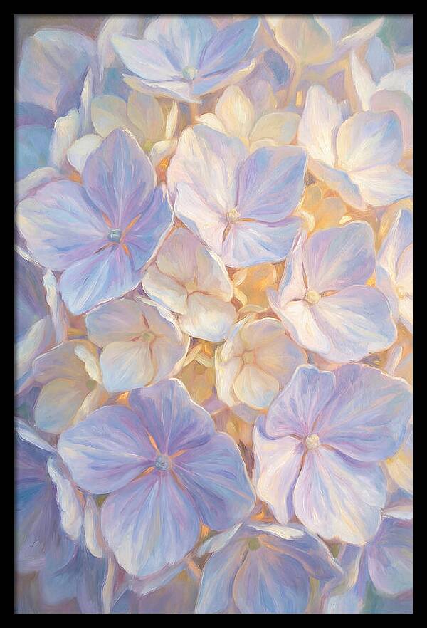 Hydrangea Blossoms