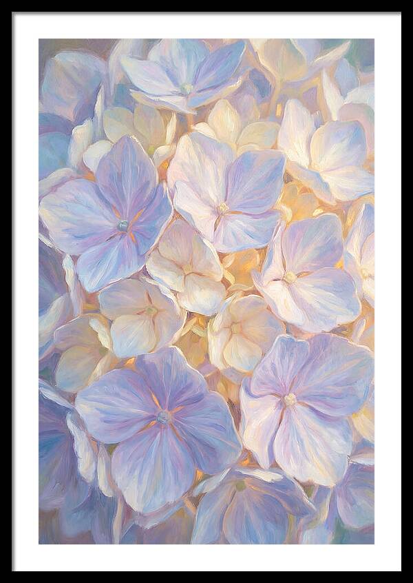 Hydrangea Blossoms