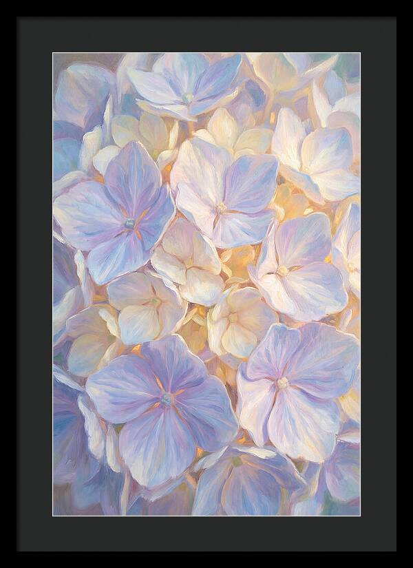 Hydrangea Blossoms
