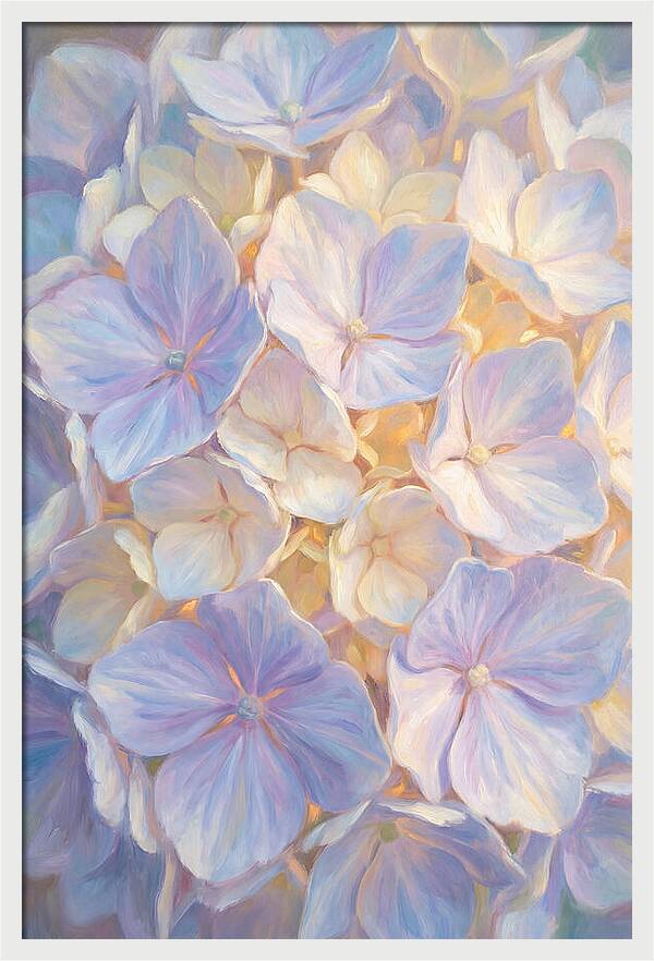 Hydrangea Blossoms