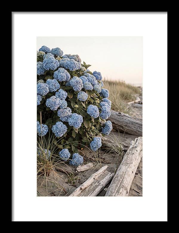 Hydrangea Bush By The Shore