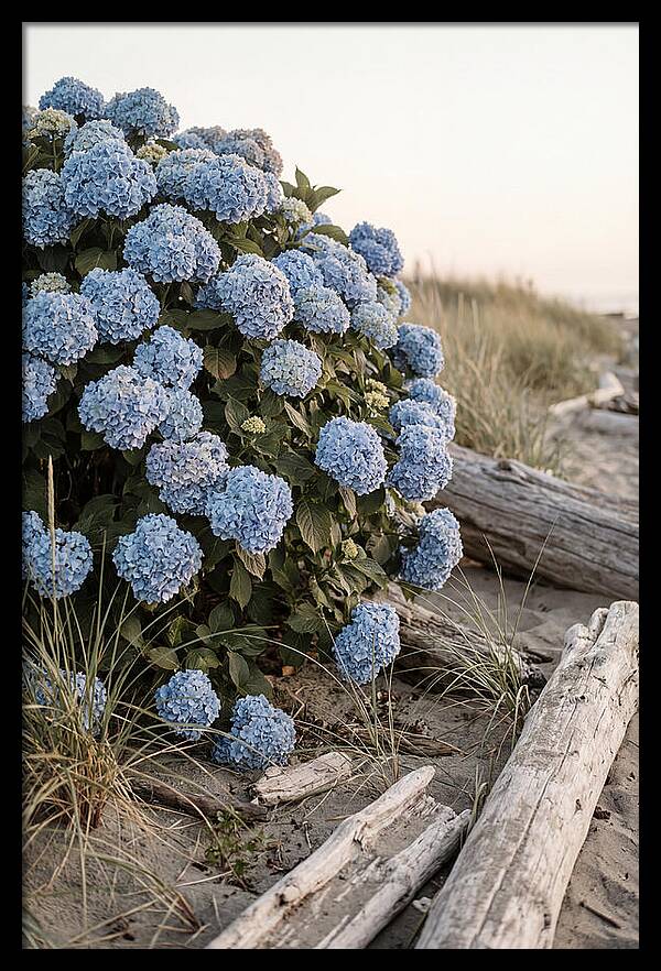 Hydrangea Bush By The Shore