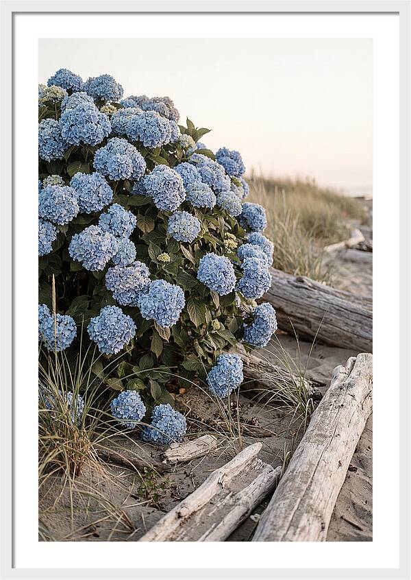 Hydrangea Bush By The Shore