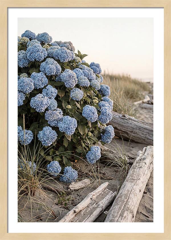 Hydrangea Bush By The Shore