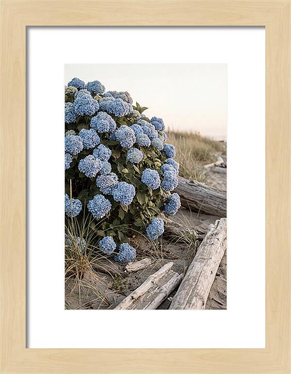 Hydrangea Bush By The Shore