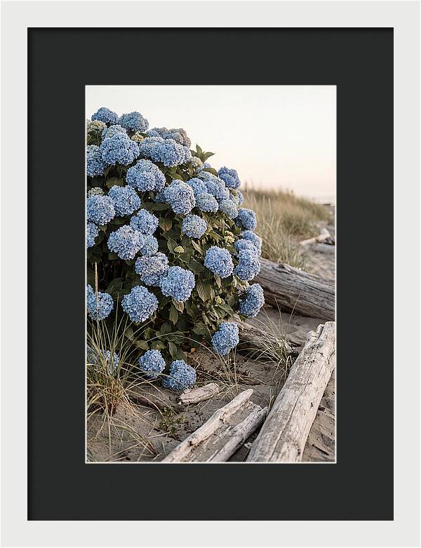 Hydrangea Bush By The Shore