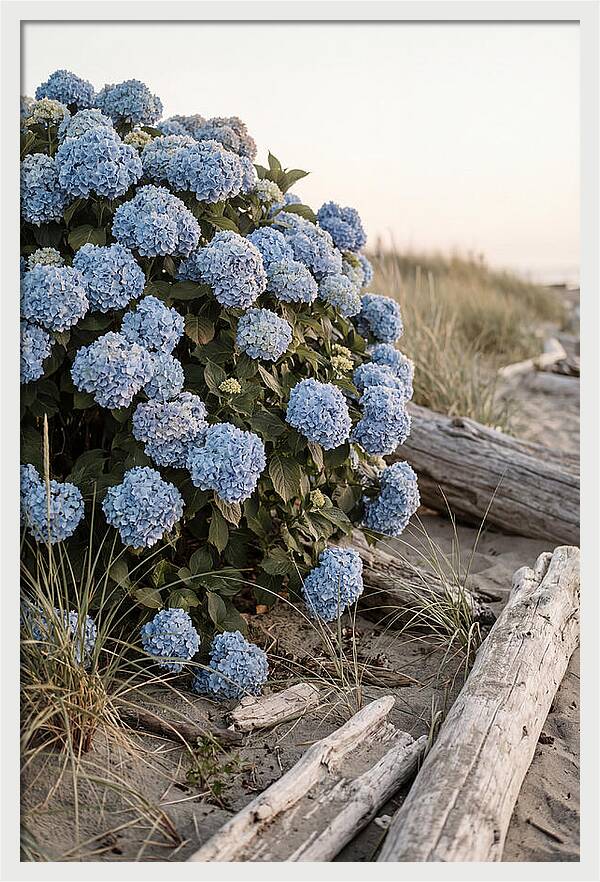 Hydrangea Bush By The Shore