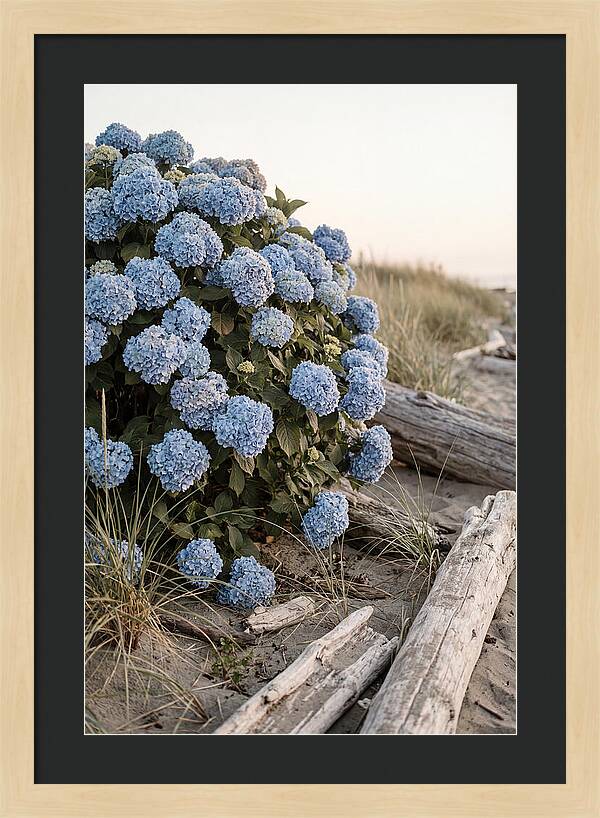 Hydrangea Bush By The Shore
