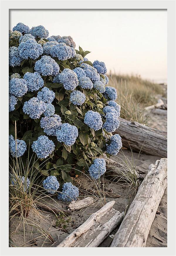 Hydrangea Bush By The Shore