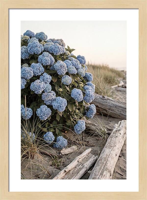 Hydrangea Bush By The Shore