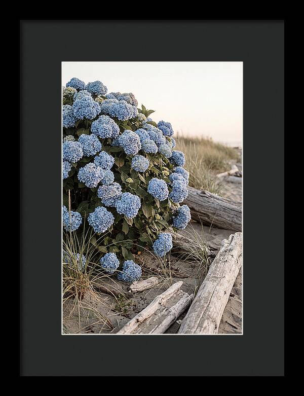 Hydrangea Bush By The Shore