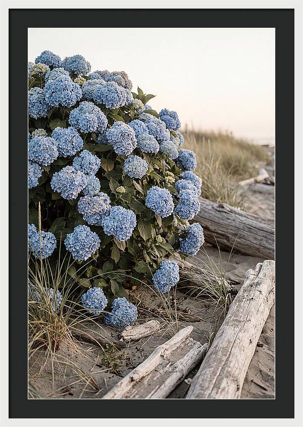 Hydrangea Bush By The Shore