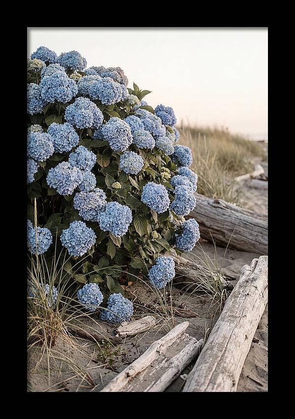 Hydrangea Bush By The Shore
