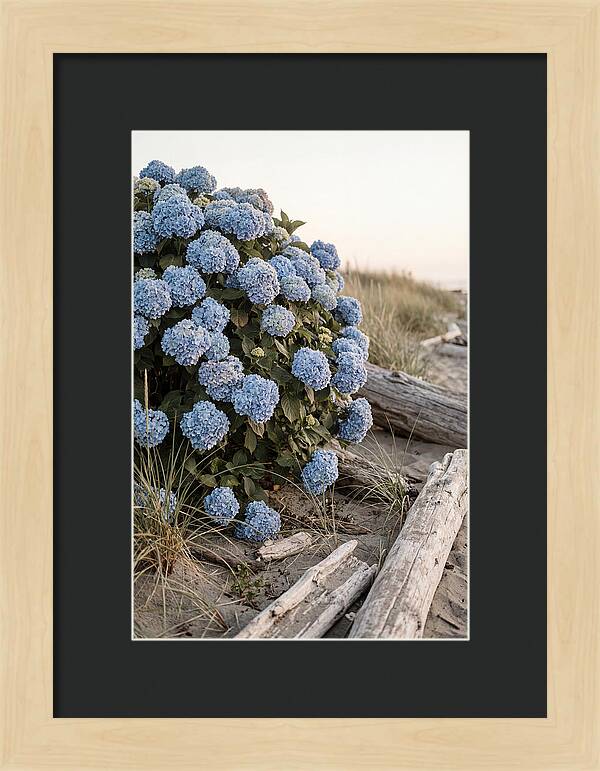 Hydrangea Bush By The Shore