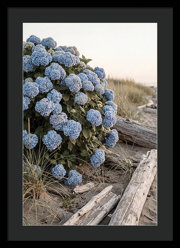 Hydrangea Bush By The Shore