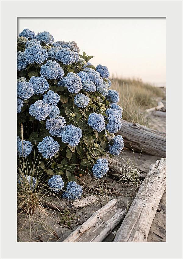 Hydrangea Bush By The Shore