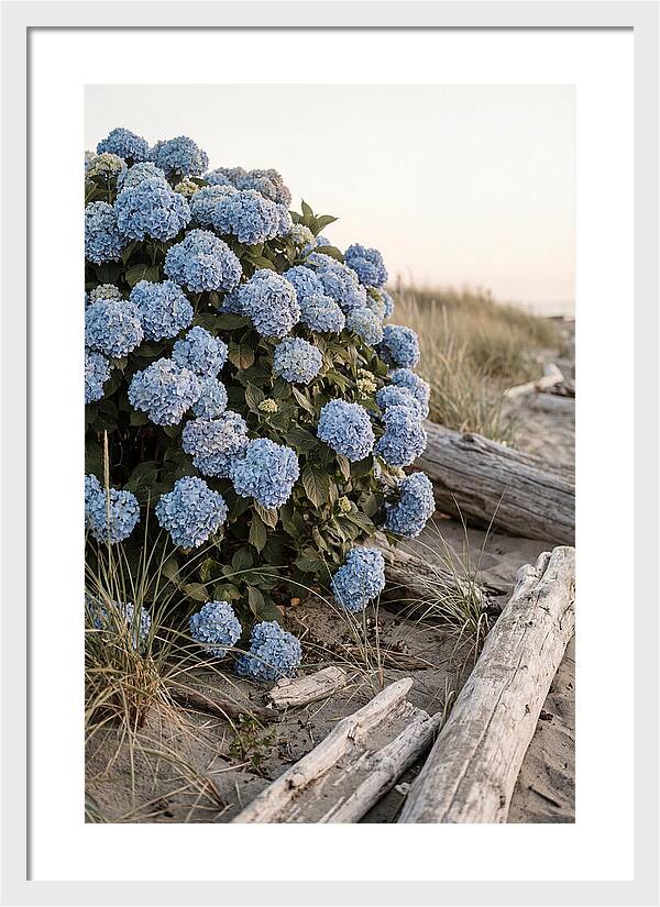 Hydrangea Bush By The Shore