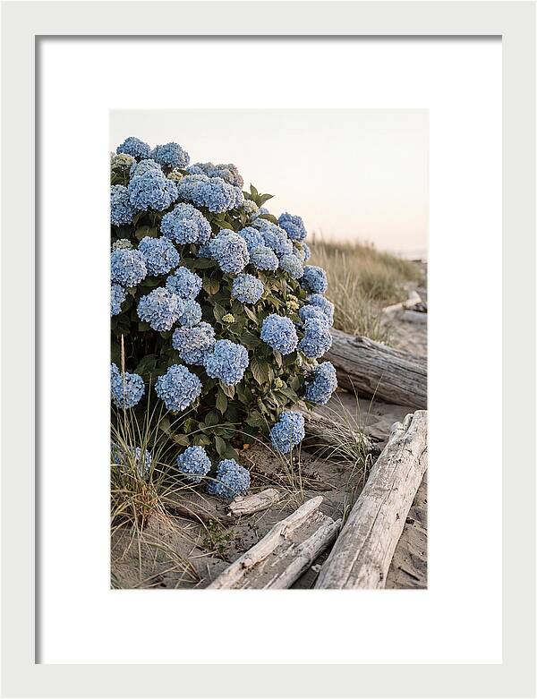 Hydrangea Bush By The Shore