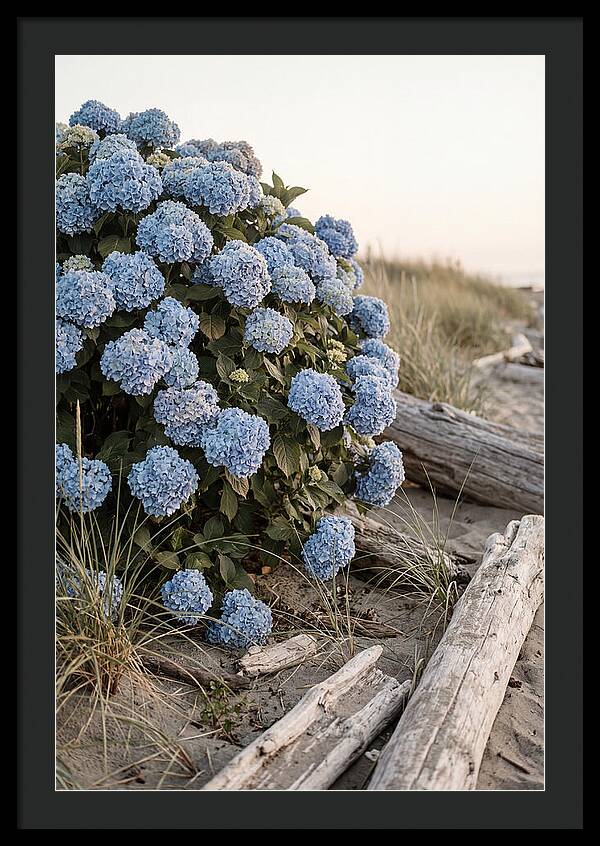Hydrangea Bush By The Shore