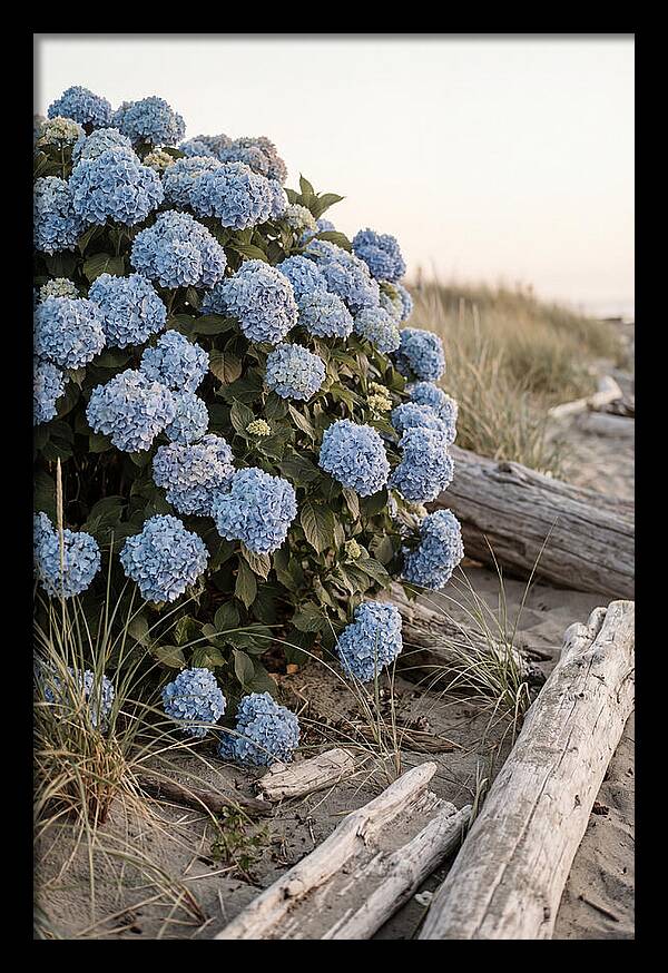 Hydrangea Bush By The Shore