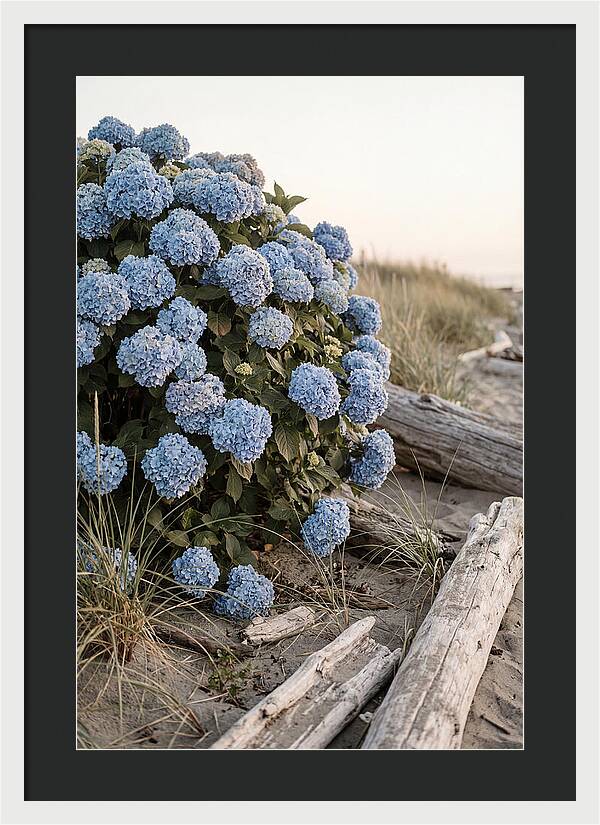 Hydrangea Bush By The Shore