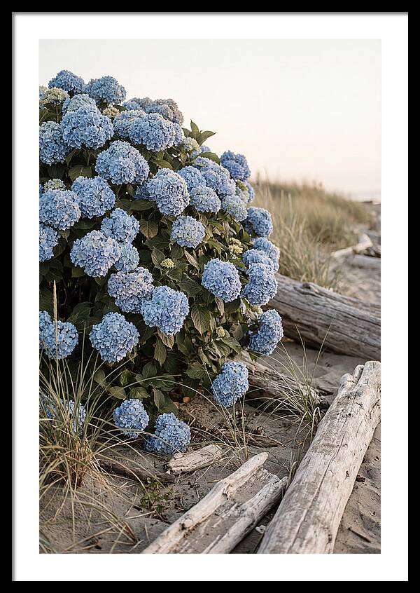 Hydrangea Bush By The Shore