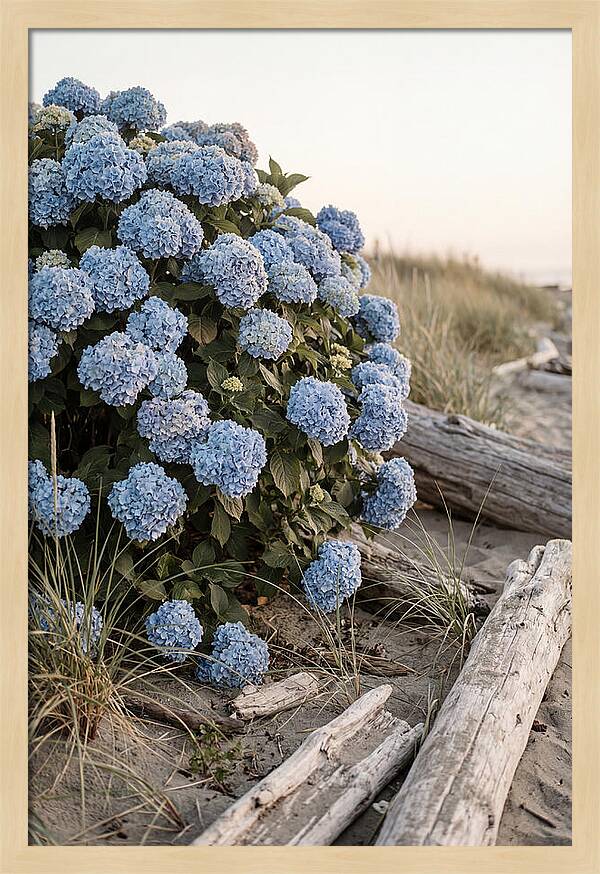 Hydrangea Bush By The Shore