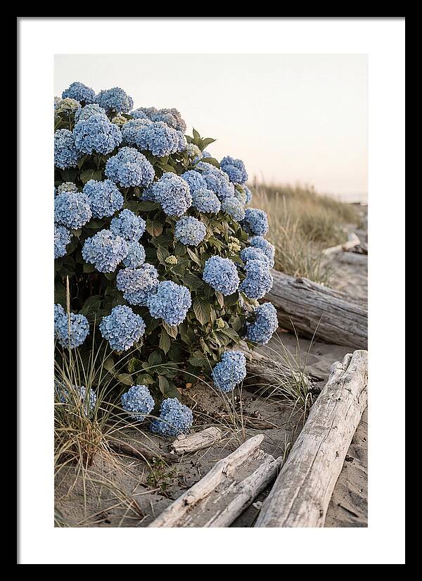 Hydrangea Bush By The Shore