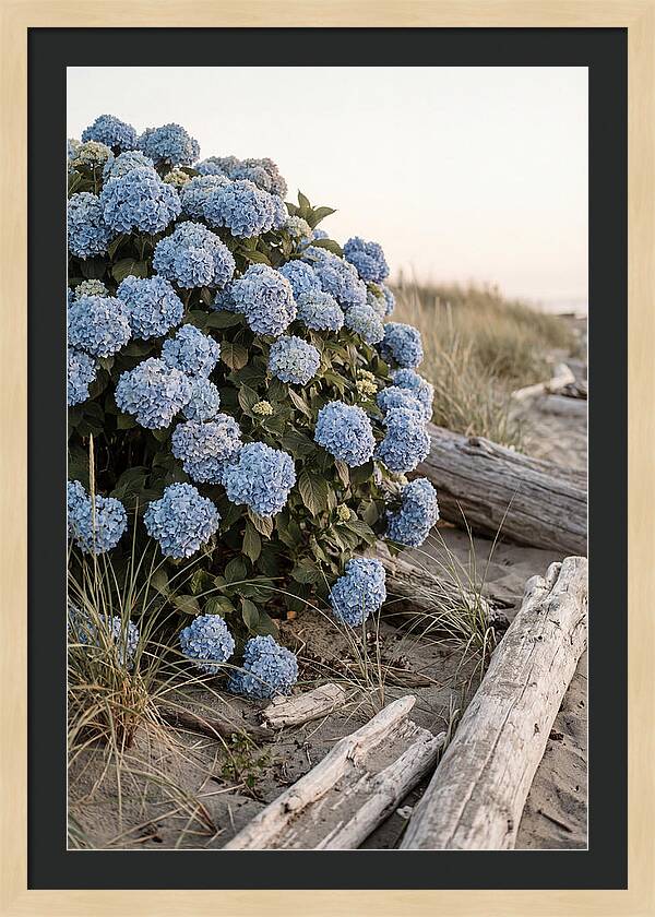 Hydrangea Bush By The Shore