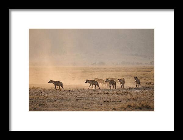 Hyena Pack Hunting Together