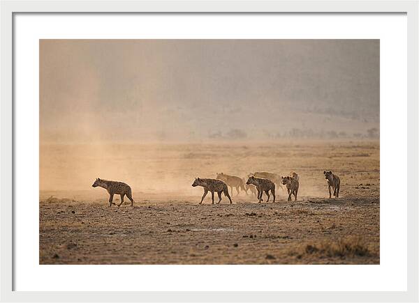 Hyena Pack Hunting Together
