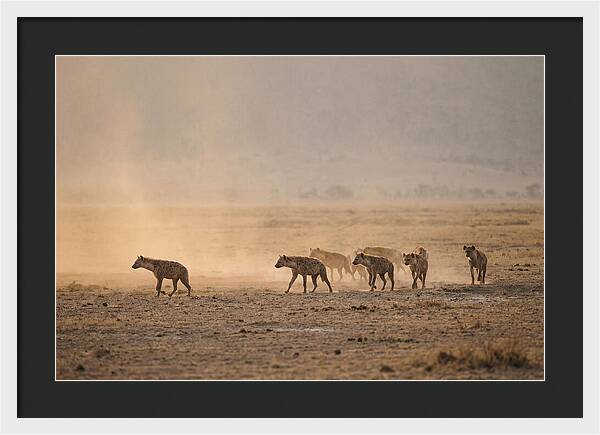 Hyena Pack Hunting Together
