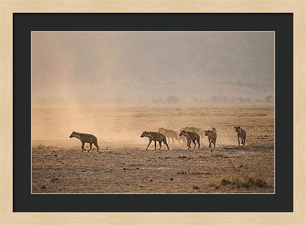 Hyena Pack Hunting Together