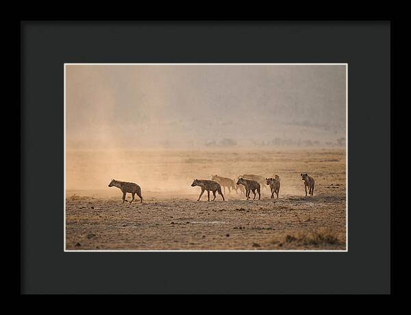 Hyena Pack Hunting Together