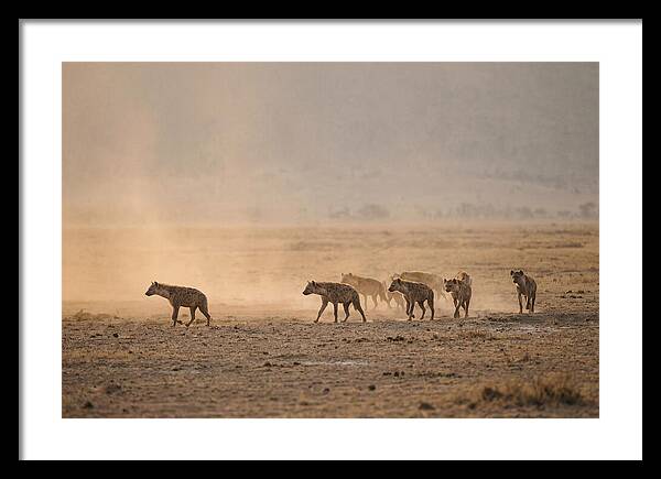 Hyena Pack Hunting Together