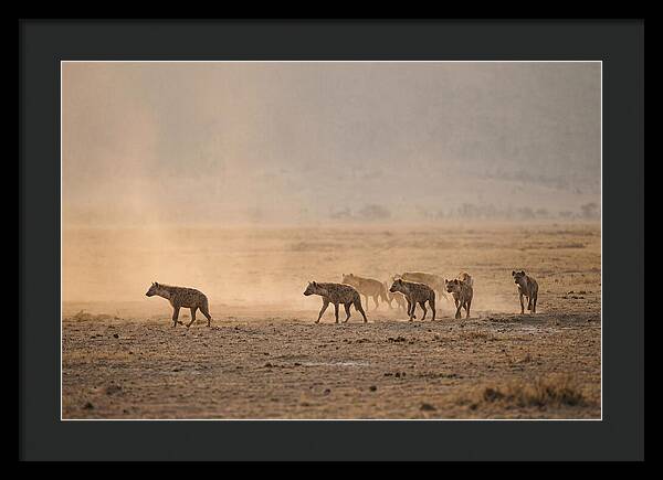 Hyena Pack Hunting Together