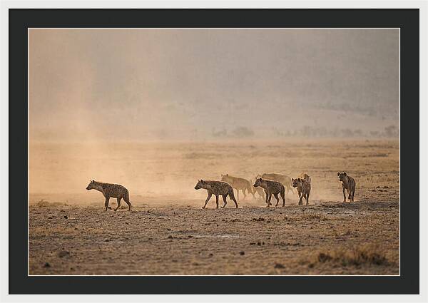 Hyena Pack Hunting Together