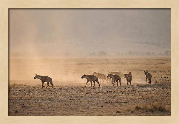 Hyena Pack Hunting Together