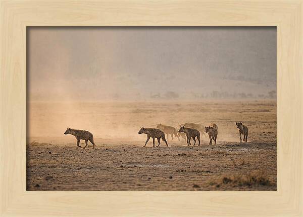Hyena Pack Hunting Together