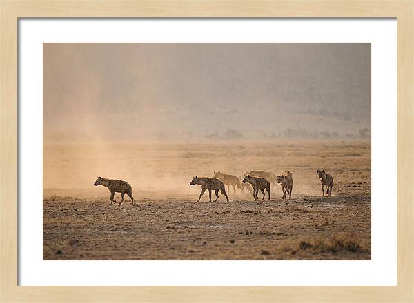 Hyena Pack Hunting Together
